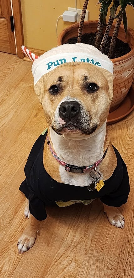 suki3